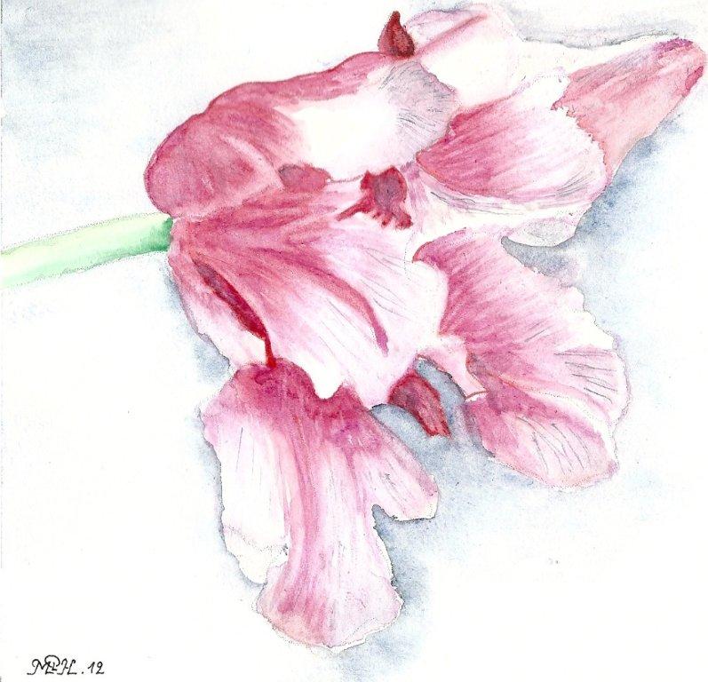 Aquarelle n°10 - "Tulipe panachée"