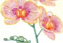 Aquarelle n°9 - "Orchidée"