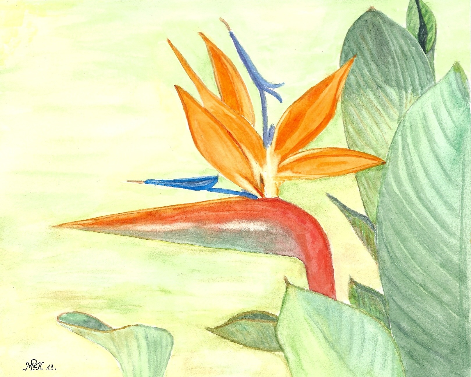 Aquarelle n°41: "Oiseaux de Paradis"